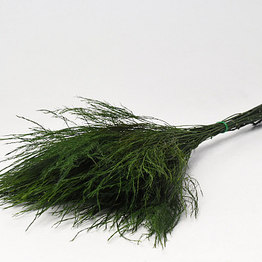 Tiki Fern Vert 60gr. 60cm