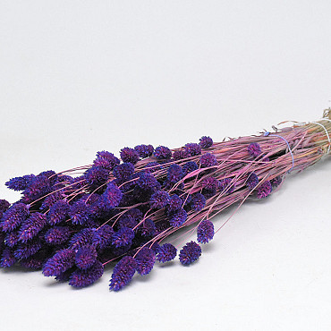 Phalaris Violett 70cm 