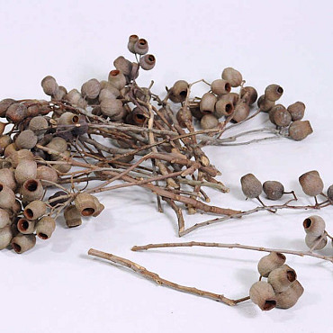 Gumbell Branch 25-35cm