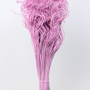 Curly Ting Pink 300 Stems