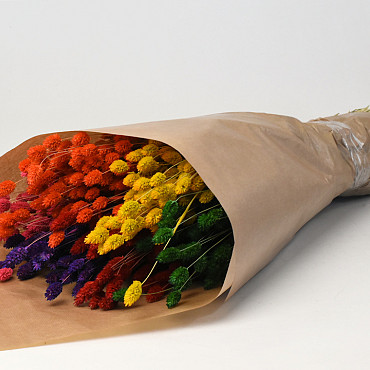Bouquet Phalaris Assorti 6-pack 70cm