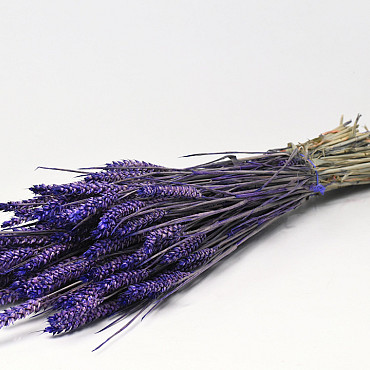 Triticum Purple 70cm (wheat)