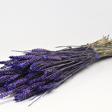 Triticum Violett 70cm (Weizen)