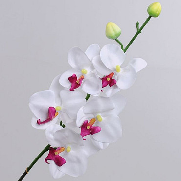Orchidée Papillon 75cm Blanc