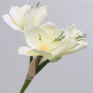 Amaryllis Spray White 55cm
