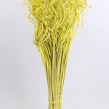 Curly Ting jaune 300 Tiges