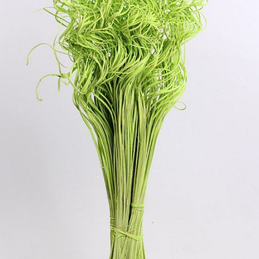 Curly Ting Groen 300 Stelen