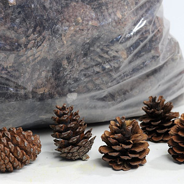 Pine Cone Halepensis Cones 10 kg