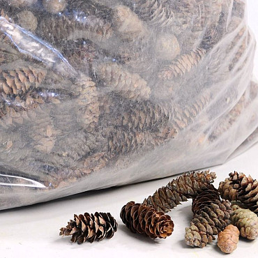 Pine Cone Sitka 5Kg