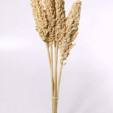 Indian Corn Gebleekt 75cm