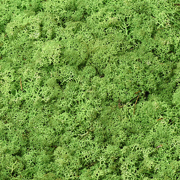 Lichen stabilisé Vert Poire par kg