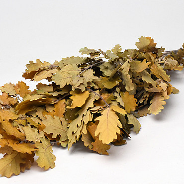 Feuille de Chêne Jaune 60-70cm