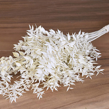 Ruscus Gebleekt 90cm 100gr.