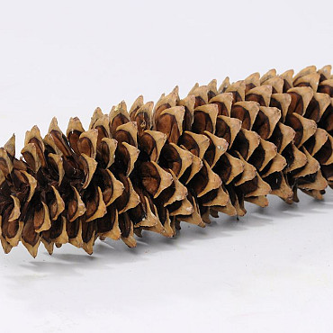 Sugar Pine Cone 20-30cm