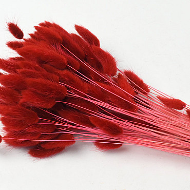 Lagurus Bright Red 65cm