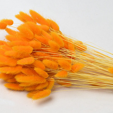 Bouquet Lagurus Orange 65cm