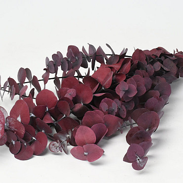 Eucalyptus True Blue 65cm Rouge