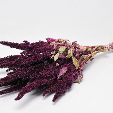 Amaranthus Red 50cm