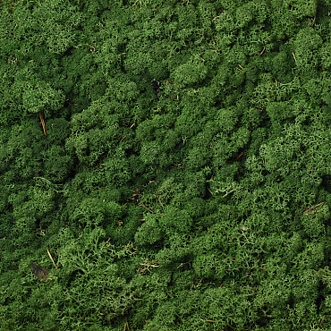 Lichen stabilisé Mousse Vert par kg