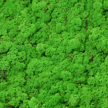 Lichen stabilisé Vert Clair par kg