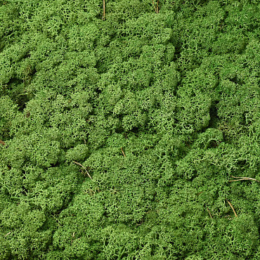 Lichen stabilisé Vert Moyen par kg