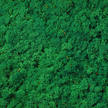 Lichen stabilisé Vert Herbe par kg