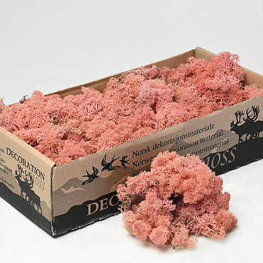 Reindeer Moss Light Pink 500g.