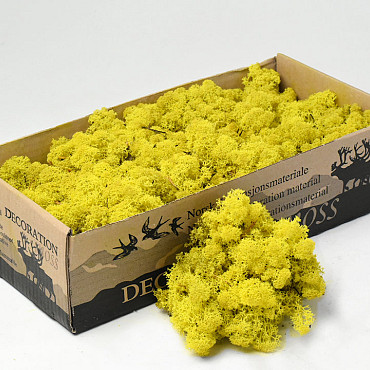 Lichen stabilisé Jaune Citron 500gr.