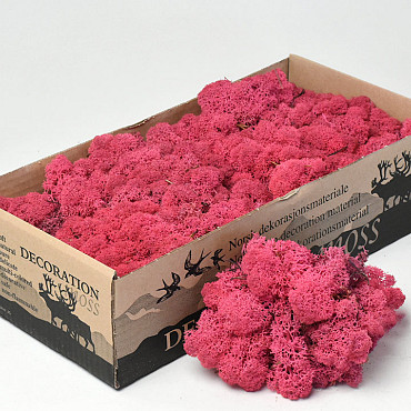 Islandmoos Fuchsia 500Gr.