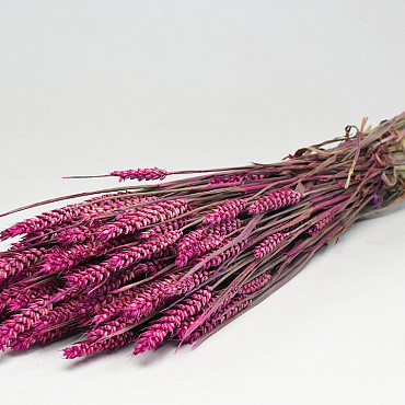 Triticum Pink (wheat) 70cm