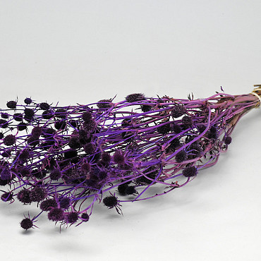 Eryngium Disteln 60cm Violett