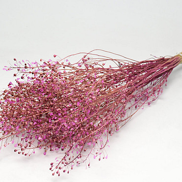 Lepidium Atraxa 60cm Pink