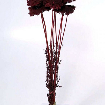 Bouquet Achillea Parker Bordeaux 70cm
