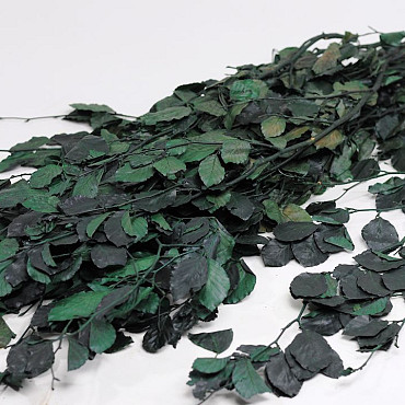 Feuille de Hêtre ver 