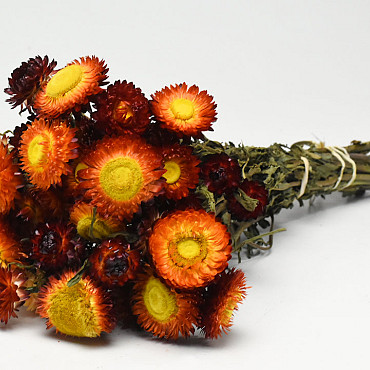 Helichrysum Open Rood 45cm