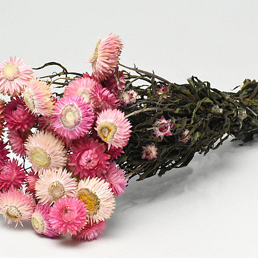 Helichrysum Open Pink 45cm