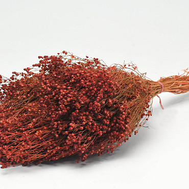 Bouquet Broom Bloom Rouge Rouille 50cm