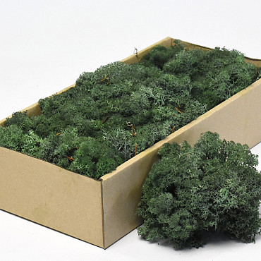 Lichen stabilisé Vert Foncé 500gr.