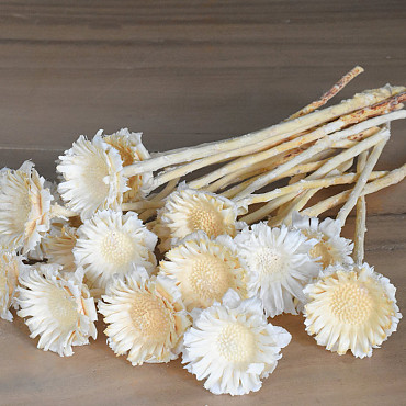 Protea Rosette Bleached 20-Pack