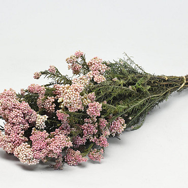 Rice Flower 60cm, 10 stems