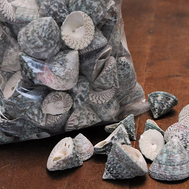 Trochus Stellatus Kg
