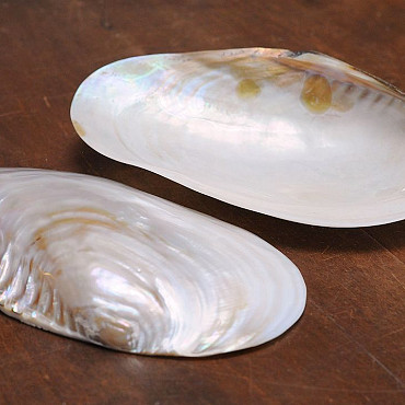 Muschel Perlmutt 20cm
