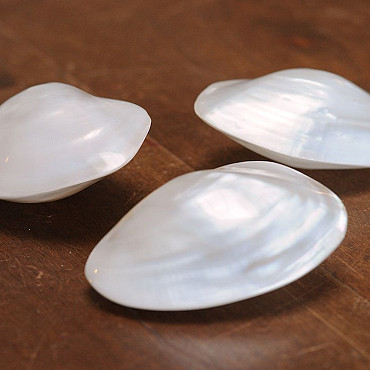Shell Mother of Pearl 7cm