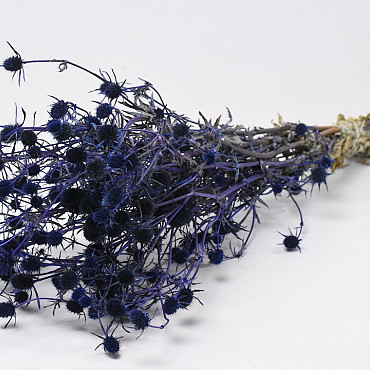 Eryngium Disteln 60cm Blau