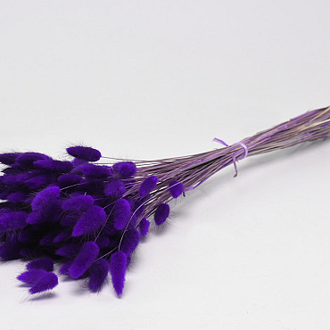 Bouquet Lagurus Violet 65cm