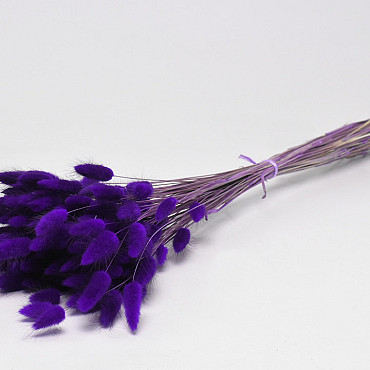 Lagurus Purple 65cm