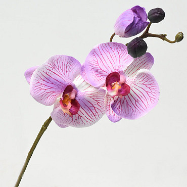 Orchidée Papillon 33cm Rose