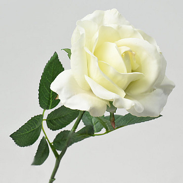 Rose Crème 37cm