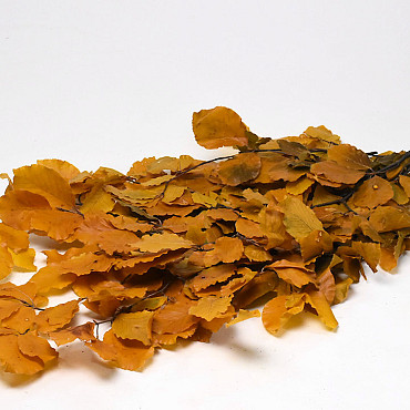 Beech Leaves Yellow 80cm