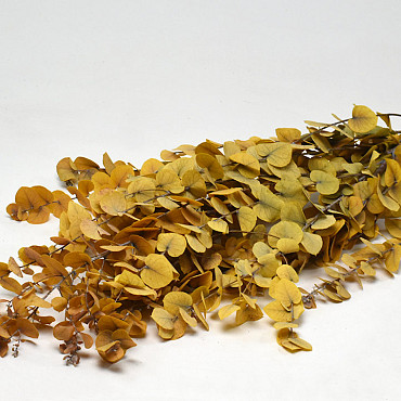 Eucalyptus Stuartiana Yellow 65cm